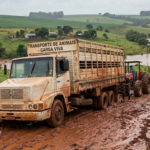 Caminhão de carga viva atolado ilustrando os desafios da logística rural no Oeste do Paraná.